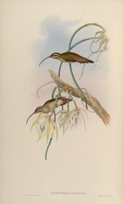 Phaëthornis cephalus = Phaethornis longirostris longirostris by John Gould